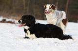 BORDER COLLIE 1154